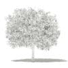 Pomelo Tree with Fruits 3D Model 3.6m (10556) - Image 8