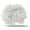 Pomelo Tree 3D Model 2.8m (10557) - Image 2