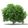 Pomelo Tree 3D Model 2.8m (10557) - Image 3