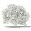 Pomelo Tree 3D Model 2.8m (10557) - Image 4