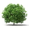Pomelo Tree 3D Model 2.8m (10557) - Image 5