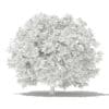 Pomelo Tree 3D Model 2.8m (10557) - Image 6