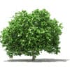 Pomelo Tree 3D Model 2.8m (10557) - Image 7
