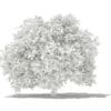 Pomelo Tree 3D Model 2.8m (10557) - Image 8