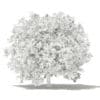 Pomelo Tree with Fruits 3D Model 2.8m (10558) - Image 2