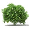Pomelo Tree with Fruits 3D Model 2.8m (10558) - Image 3