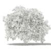 Pomelo Tree with Fruits 3D Model 2.8m (10558) - Image 4