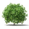 Pomelo Tree with Fruits 3D Model 2.8m (10558) - Image 5