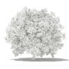 Pomelo Tree with Fruits 3D Model 2.8m (10558) - Image 6