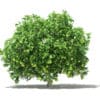 Pomelo Tree with Fruits 3D Model 2.8m (10558) - Image 7