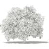 Pomelo Tree with Fruits 3D Model 2.8m (10558) - Image 8