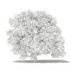 Pomelo Tree 3D Model 2.4m (10559) - Image 2