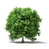 Pomelo Tree 3D Model 2.4m (10559) - Image 3