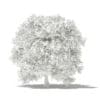 Pomelo Tree 3D Model 2.4m (10559) - Image 4