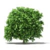 Pomelo Tree 3D Model 2.4m (10559) - Image 5