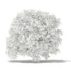 Pomelo Tree 3D Model 2.4m (10559) - Image 6