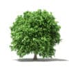 Pomelo Tree 3D Model 2.4m (10559) - Image 7