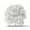 Pomelo Tree 3D Model 2.4m (10559) - Image 8