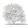 Pomelo Tree with Fruits 3D Model 2.4m (10560) - Image 2