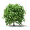 Pomelo Tree with Fruits 3D Model 2.4m (10560) - Image 3