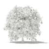 Pomelo Tree with Fruits 3D Model 2.4m (10560) - Image 4