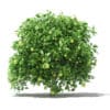 Pomelo Tree with Fruits 3D Model 2.4m (10560) - Image 5