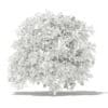 Pomelo Tree with Fruits 3D Model 2.4m (10560) - Image 6