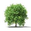 Pomelo Tree with Fruits 3D Model 2.4m (10560) - Image 7