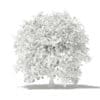 Pomelo Tree with Fruits 3D Model 2.4m (10560) - Image 8