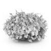Elderberry - Image 2