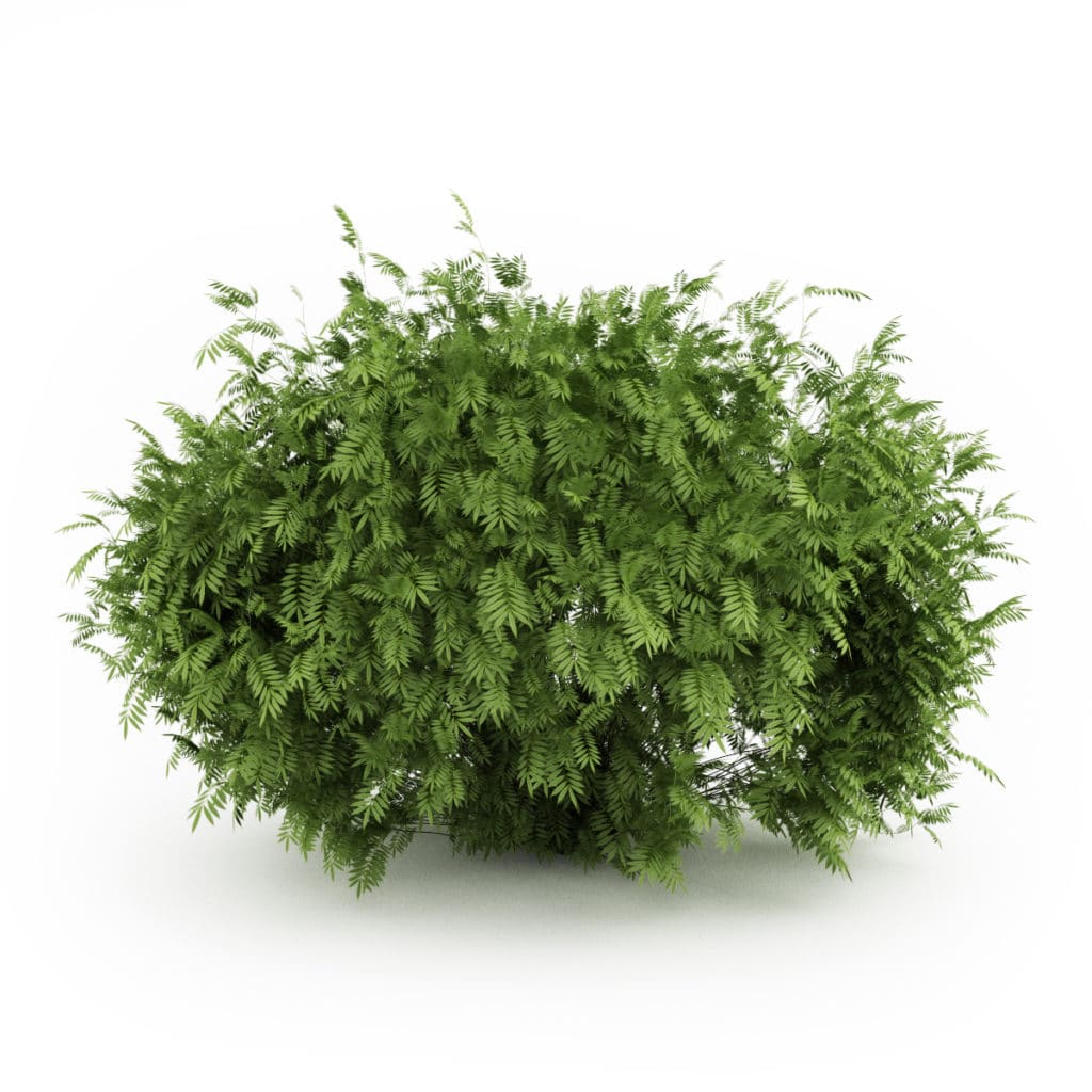 Elderberry