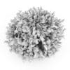 Elderberry - Image 3