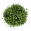 Elderberry - Image 4