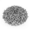 Dwarf Periwinkle - Image 4