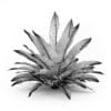 Funkia - Image 2