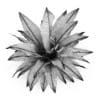 Funkia - Image 4