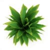 Funkia - Image 3