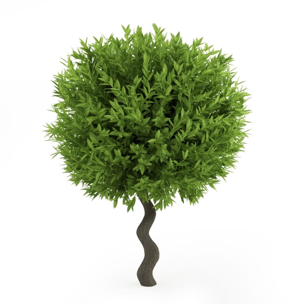 Bay Laurel