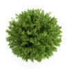 Bay Laurel - Image 3