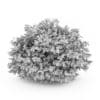 Common Hazel - Image 2