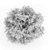 Common Hazel - Image 4