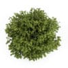 Common Hazel - Image 3