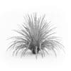 Cabbage Tree - Image 2