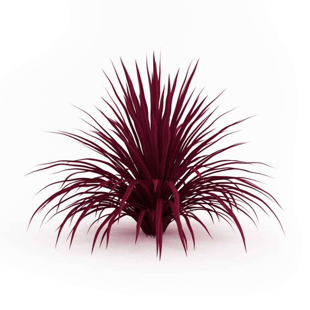 Cabbage Tree