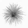 Cabbage Tree - Image 4