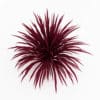 Cabbage Tree - Image 3