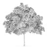 Common Maple 1 (Acer campestre) - Image 2