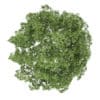 Common Maple 1 (Acer campestre) - Image 3