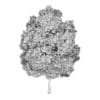 Common Maple 2 (Acer campestre) - Image 2