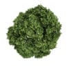 Common Maple 2 (Acer campestre) - Image 3